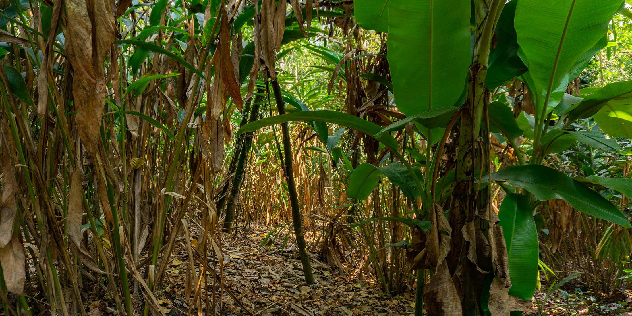 Une ferme unique, aux milles épices, sur les hauteurs des Ghâts occidentaux en Inde du Sud Une ferme unique, aux milles épices, sur les hauteurs des Ghâts occidentaux en Inde du Sud
